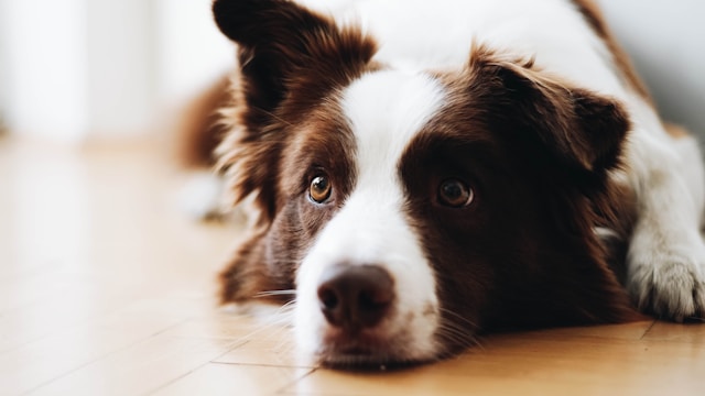 10-smartest-dogs