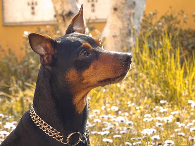 10-smartest-dogs