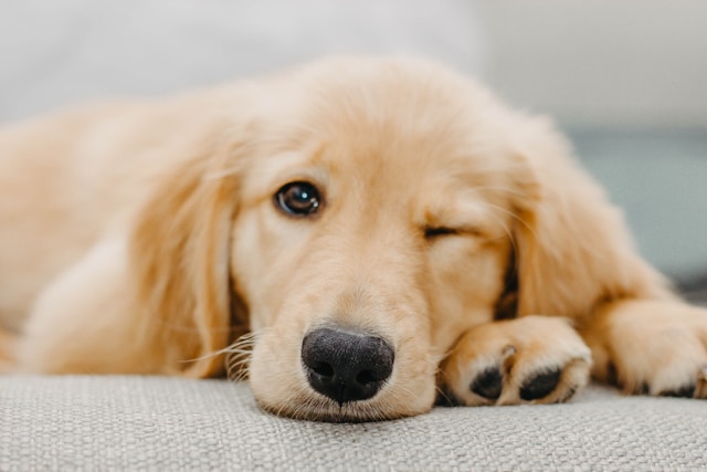 10-smartest-dogs