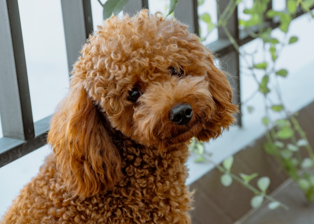 10-smartest-dogs